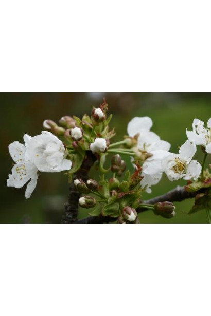 Prunus avium ‘Merton Glory’